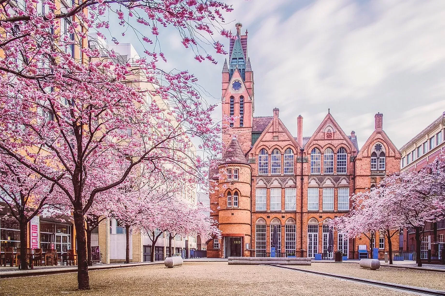 Historic red-brick building surrounded by blooming cherry blossom trees in springtime courtyard